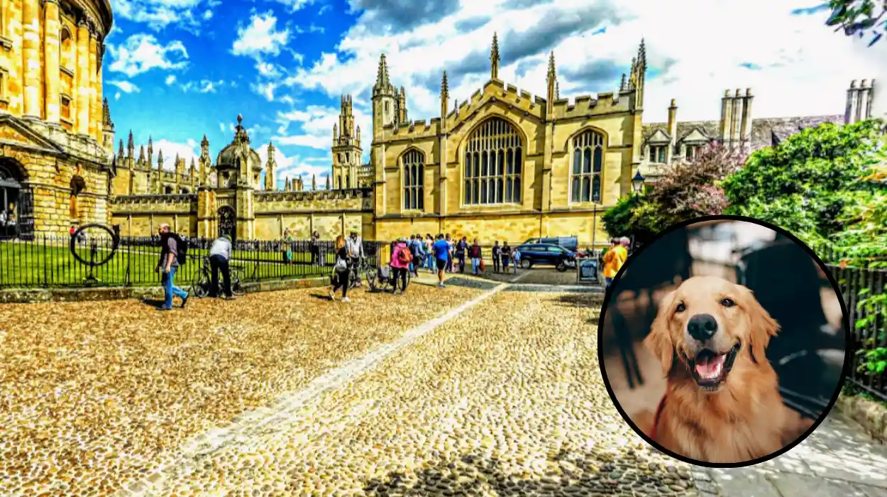 Dog licensing back in focus for Oxfordshire