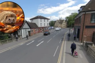 Hedgehog find cuts road deaths in Oxford 2026
