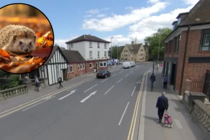 Hedgehog find cuts road deaths in Oxford 2026