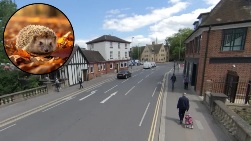 Hedgehog find cuts road deaths in Oxford 2026
