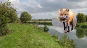 Fox Cub Perishes in Mum Search, Oxford 2026