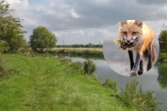 Fox Cub Perishes in Mum Search, Oxford 2026