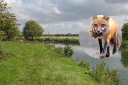 Fox Cub Perishes in Mum Search, Oxford 2026