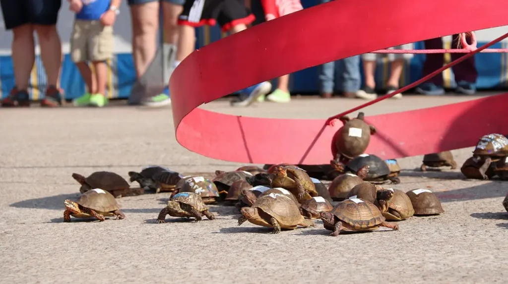 The Origins of the Tortoise Race