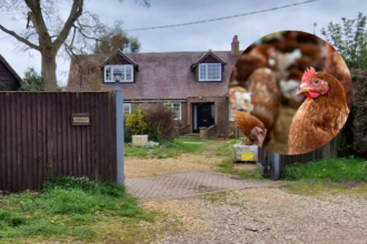 Hundreds Object to 36,000-Bird Chicken Farm Plan Near Bampton , Oxford 2026