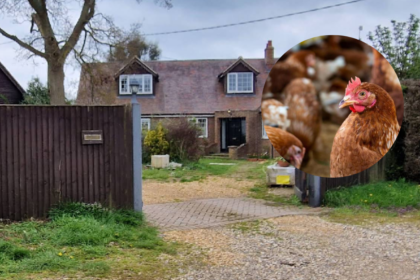 Hundreds Object to 36,000-Bird Chicken Farm Plan Near Bampton , Oxford 2026