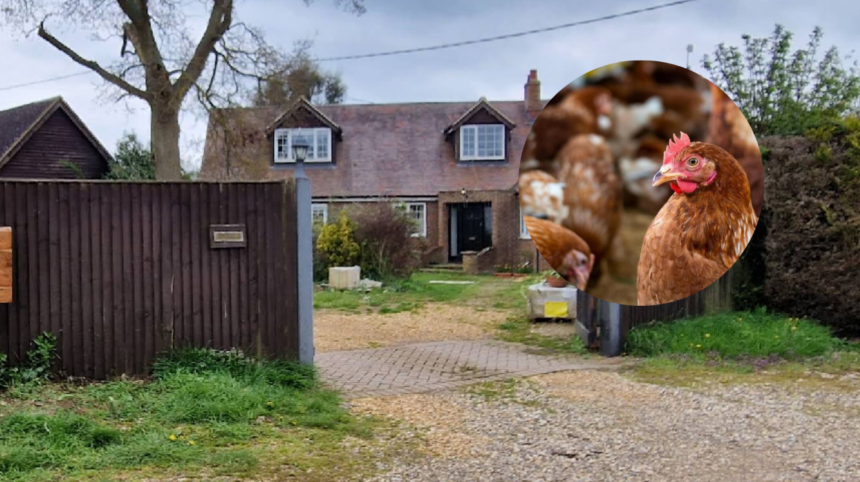 Hundreds Object to 36,000-Bird Chicken Farm Plan Near Bampton , Oxford 2026