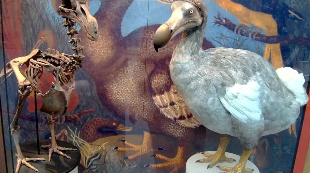 What Is The Natural History Museum's Dodo: Oxford Specimen Facts