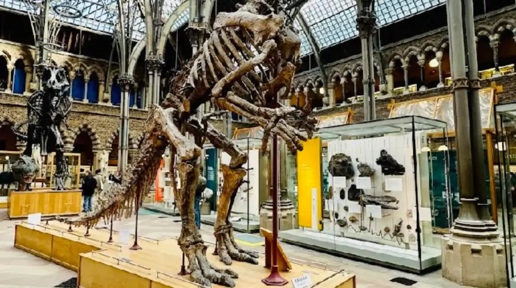  Pitt Rivers Museum's Eccentric Collections the Strangest in the World